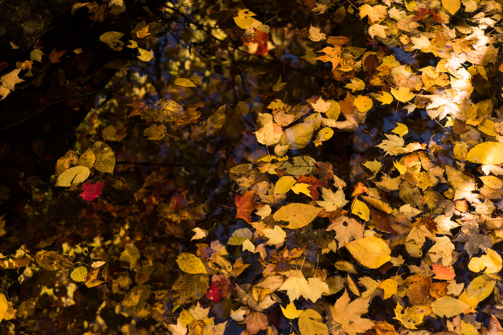 Les couleurs de l'automne lors d'une randonnée au Mont-Orford, par Côté Hublot