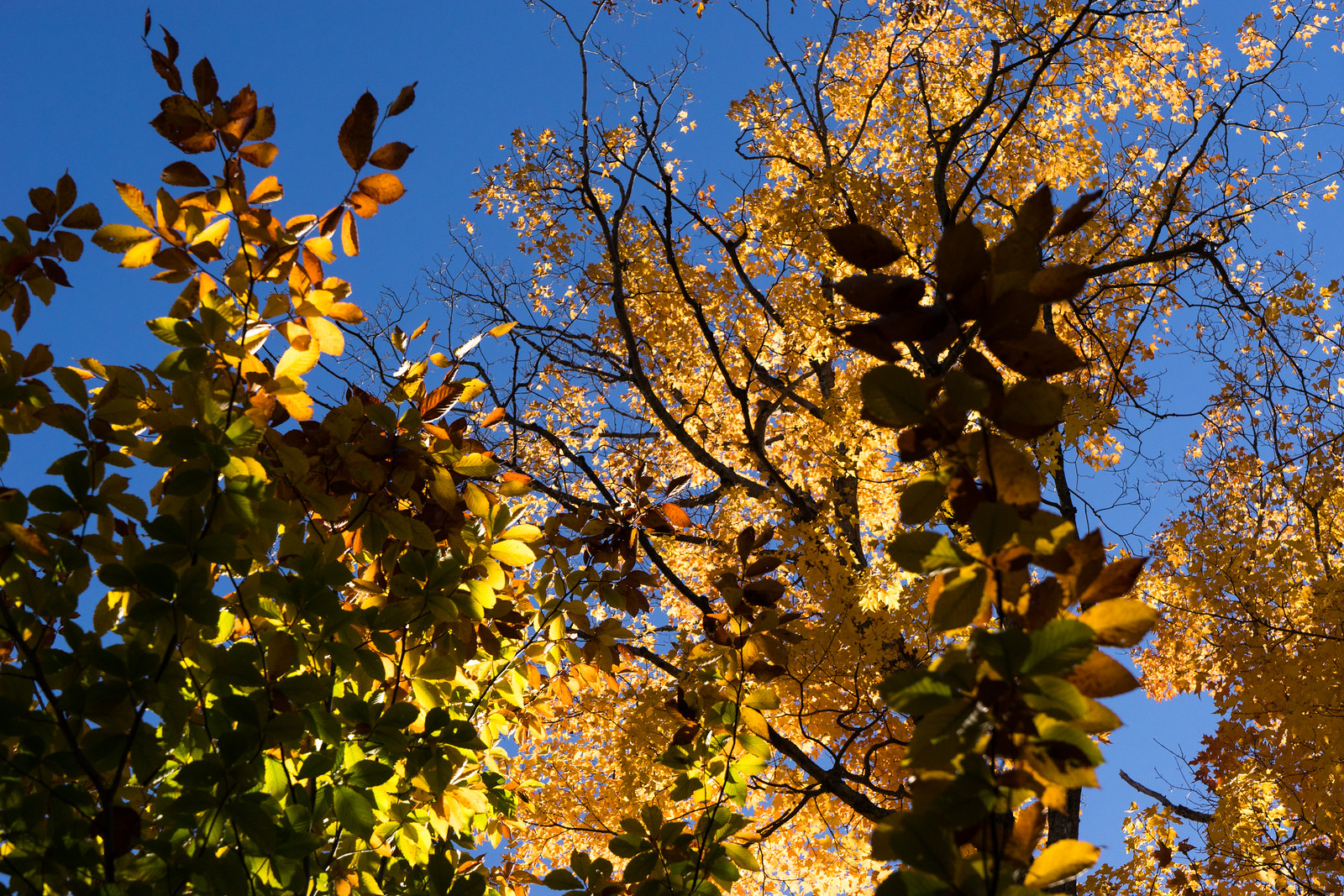 Les couleurs de l'automne lors d'une randonnée au Mont-Orford, par Côté Hublot