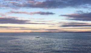 L'observation des baleines depuis le Cap du Bon-Désir - Côté Hublot