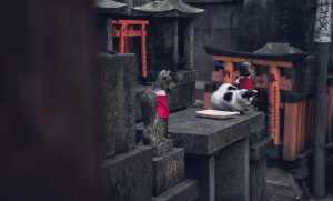 Chat au coeur du sanctuaire shinto Fushimi Inari-taisha, à Kyoto, par Côté Hublot