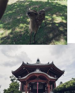 Les daims de Nara et une pagode, par Côté Hublot